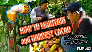 HOW TO MAINTAIN AND HARVEST CACAO | SUCCESSFUL PLANTATION-FMP 02 | THINKERS THINKING