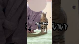 ママに抱っこしてほしくてずっとストーカーし続ける元野良猫トラ #甘えん坊 #かわいい #野良猫