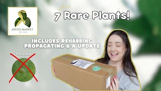 Aroid Market Plant Unboxing Plus Rehabbing & Propagation | 2 Parts 📦🌿✂️