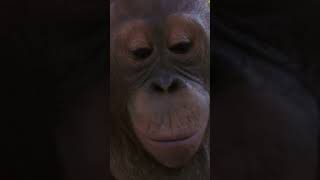 Chunky Monkey eats too much!