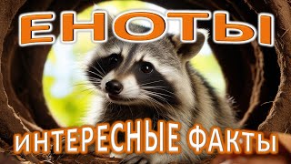 🐾 Еноты: интересные факты о ночных хулиганах