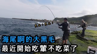 『東北角系列』磯釣季即將進入尾聲 現在想中魚沒有那麼簡單 沒想到還能釣到大爛肚黑毛 太強啦！！！#巴斯 #磯釣 #馬崗  #釣魚 #藍眼魂 #黑毛道 #taiwan #taiwanfishing