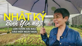 NHẬT KÝ BÌNH YÊN #43 - CÙNG MẸ LÊN VƯỜN HÁI RAU VÀ MANG VÀO ĐỒNG NAI TẶNG CÁC CHÚ