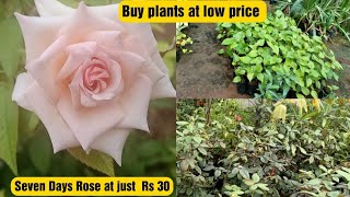 Nursery Garden visit @salem/Buy all types of Rose varities at low price/Seven Days rose Just Rs 30