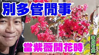 【家庭有菜】紫薇花開，你可千萬別做傻事