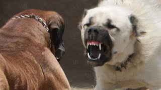 Only These Dog Breeds Can Face a Kangal
