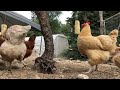 chickens for cats to watch cat tv