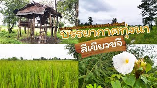 ไปผ่อนคลายร่างกายกับบรรยากาศทุ่งนาสีเขียวขจี|KhiewNoi baolao