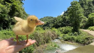 蒙面鸟哥｜柯尔鸭在水面狂奔，速度比兔子还快