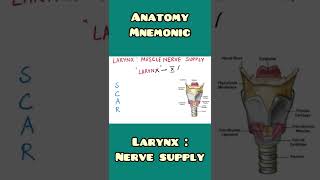 Larynx : motor nerve supply | Anatomy, ENT | #shorts