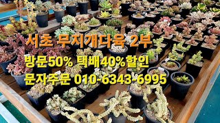 서초무지개다육2부 💥방문50%택배40%할인💥 문자주문010-6343-6995