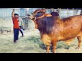 Vishal Vishal Goru || Qurbani Goru 2021 || Tik tok Song || UNIQUE 10 STUDIO #sylhet #bangladesh