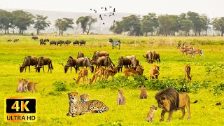 WILD ANIMALS: The Stunning Spectacle of Animals 4K VIDEO ULTRA HD