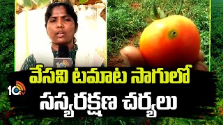 Tomato Farming In Summer | వేసవి టమాట సాగులో సస్యరక్షణ చర్యలు | Matti Manishi | 10TV