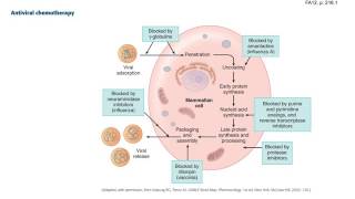 20  Microbiology Antimicrobials Part 3