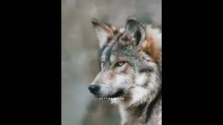 The Wolf | Various Type Of Wolf |