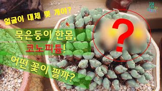 [슈/강남다육] 묵둥이, 한몸 코노피튬! 어떤 꽃이 필까?