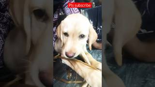 இவன பாக்க சாதாரண ஆள் மாதிரி தெரியல #funny #doglover #pets #cutepuppies  #youtubeshorts