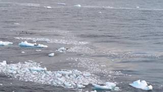 南極 アザラシ ペンギン 氷山