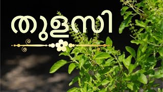 തുളസി | Tulasi