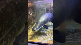 The song may be out of tune, but I won't leave Arapaima Boss Li who loves to raise fish Fantasti