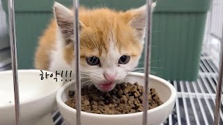 What happened after taking care of a vigilant kitten (eng sub)