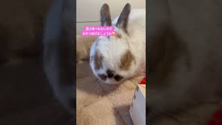 #shorts ,#rabbit ,#うさぎ ,節分