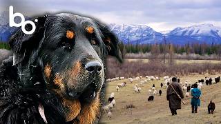 ⁠Sentinel of the Herds: Meet the Mongolian Shepherd Dog 🐕 | Nature | Wildlife | BOREALES