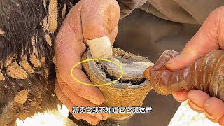 治療：蹄子底部裂開出現縫隙！毛驢痛苦的無法走路！師父用刀修完蹄後，抹上膏藥毛驢瞬間走路正常了！