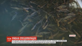 Масово зариблювати водойми почали на Одещині