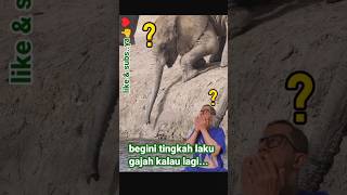 Begini tingkah laku gajah kalau lagi#shorts #reaction