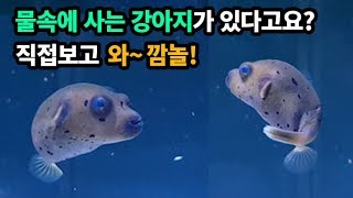 물속에 사는 강아지 직접 보고 감짝 놀랐습니다~ 심장어택!