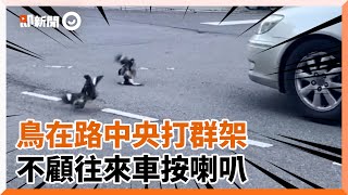 4憤怒鳥路中打架　車按喇叭阻止：要打去練舞室打｜動物｜鳥禽類｜搞笑｜精選影片