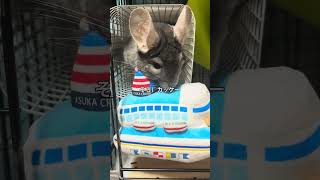 【ついに出航❓】チンチラと猫と飼い主4日ぶりの感動の再会＆お土産公開＃chinchilla＃チンチラ＃shorts