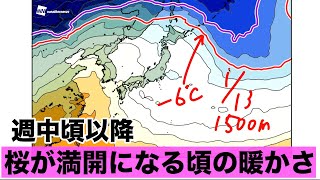 【週後半気温上昇】桜が満開になる頃の暖かさ