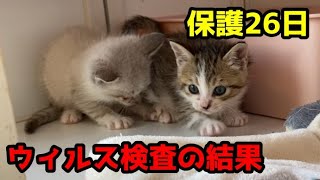 【虫だらけの子猫達】 #5 離乳食へ移行。すくすく成長しています。もうすぐ子猫部屋へ、モグモグタイム