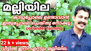 How to grow coriander/മല്ലി ഇതുപോലെ മുളപ്പിച്ചാൽ വീട്ടിൽ എന്നും മല്ലിയില/ മല്ലിക്ക്കൊടക്കേണ്ടവളങ്ങൾ