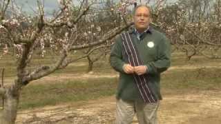 Peach trees need pruning