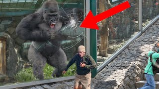 游客挑衅大猩猩，不料银背一拳打碎钢化玻璃，镜头记录下惊悚瞬间