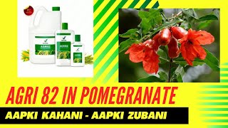 Vestige Agri 82 result | pomegranate | अनार की खेती में एग्री 82 | How to use Agri 82?