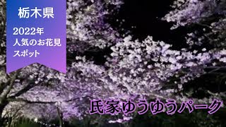 【栃木県さくら市】お花見人気スポット 氏家ゆうゆうパーク No.22