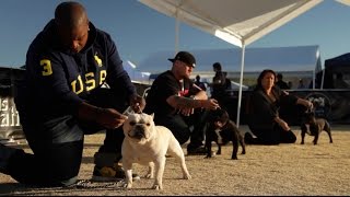 Conformation Dog Shows Explained - Featuring the ABKC, UKC, & AKC