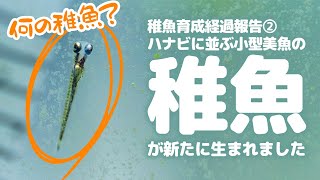 ハナビの稚魚育成経過報告②ブラインも食べて一安心、そしてダニオ・エリスロミクロンの稚魚も孵化してた！#アクアリウム 【ビバアクア】