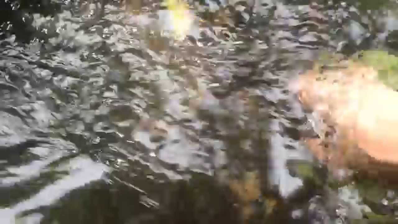 Trout Tickling On The River Irwell Youtube