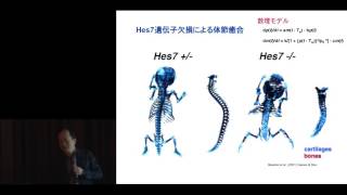 京都大学生命科学研究科入試説明会 [発生動態学] 影山 龍一郎 教授 2017年4月1日