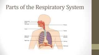 Respiratory System: HTS video , module7