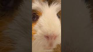 Check is the legendary guinea pig🐹🌈チェの二周忌