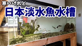 冬の日本淡水魚水槽、設備とかお魚のようす紹介します！