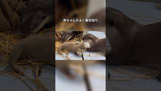 【コツメカワウソ】外に出るのはまだ早い？赤ちゃんを連れ戻すラジャ【サンシャイン水族館】#shorts #水族館