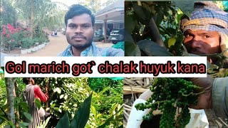 Gol marich got' chalak huyuk kana | santali vlog | gut vlog |